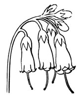 flower_49_lg.gif