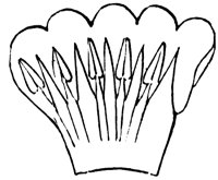 corolla_5_md.gif