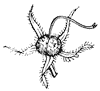 calyx_9_th.gif
