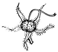 calyx_9_sm.gif