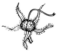 calyx_9_md.gif