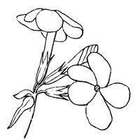 flower_51_sm.gif