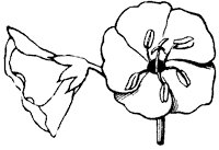 flower_52_sm.gif