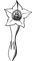 flower_53_md.gif