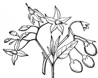 nightshade_1_lg.gif