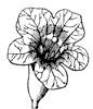 flower_54_th.gif