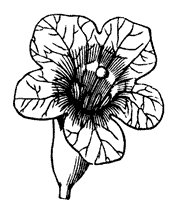 flower_54_sm.gif