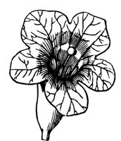 flower_54_md.gif