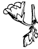 dogbane-flower_1_th.gif
