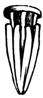 stamens_1_sm.gif