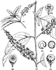 pokeweed_2_th.gif
