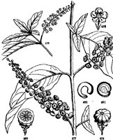 pokeweed_2_sm.gif