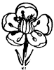 flower_57_th.gif