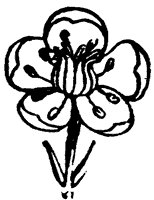 flower_57_sm.gif