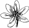 flower_58_th.gif