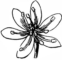 flower_58_sm.gif