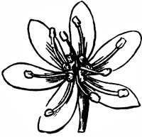 flower_58_lg.gif