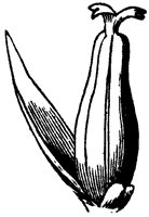 flower_61_sm.gif