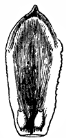 cone_3_sm.gif