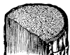 stem_1_th.gif