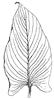leaf_31_th.gif