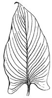 leaf_31_sm.gif
