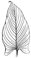 leaf_31_md.gif