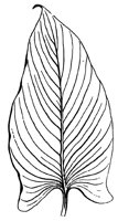 leaf_31_lg.gif