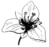flower_62_th.gif