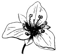 flower_62_sm.gif
