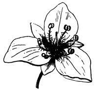 flower_62_lg.gif