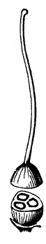 pistil_17_md.gif