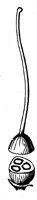 pistil_17_lg.gif