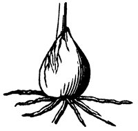 bulb_2_sm.gif
