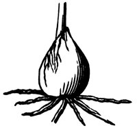 bulb_2_lg.gif
