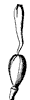 pistil_18_th.gif