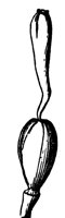 pistil_18_lg.gif
