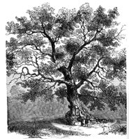 charter_oak_1_lg.gif