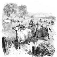 ewrin_cattle_1_sm.gif