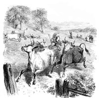 ewrin_cattle_1_lg.gif