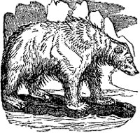 polar-bear_2_sm.gif