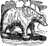 polar-bear_2_md.gif