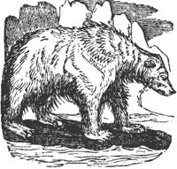 polar-bear_2_lg.gif