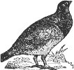 grouse_2_th.gif