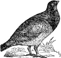 grouse_2_md.gif
