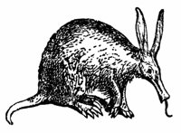 anteater_1_md.gif