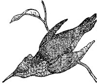 hummingbird_5_sm.gif