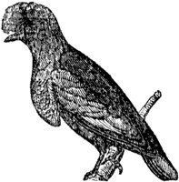 cotinga_2_md.gif