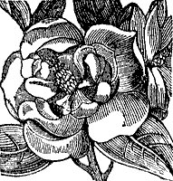 magnolia_4_sm.gif