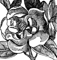 magnolia_4_md.gif